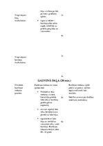 Konspekts 'Sporta stundas konspekts 2.klasei', 3.