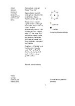 Konspekts 'Sporta stundas konspekts 2.klasei', 5.