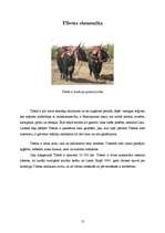 Referāts 'Tibeta', 12.