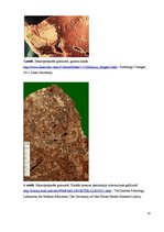 Konspekts 'Kolokvija kļūdu labojums', 33.