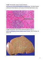 Konspekts 'Kolokvija kļūdu labojums', 37.