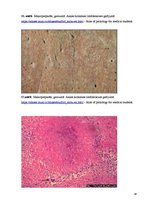 Konspekts 'Kolokvija kļūdu labojums', 38.