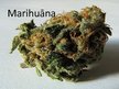 Prezentācija 'Marihuāna', 1.