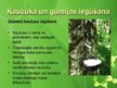 Prezentācija 'Kaučuks un gumija', 3.