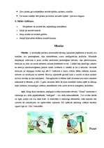 Referāts 'Žestu valoda', 6.