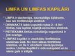 Prezentācija 'Limfrite', 5.