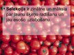 Prezentācija 'Selekcija', 2.