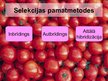 Prezentācija 'Selekcija', 8.