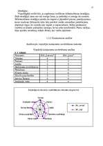 Referāts 'Uzņēmuma SIA "PlazaSun" mārketinga vides un stratēģijas analīze un darbības plān', 17.