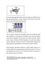 Referāts 'MLM attīstība Latvijā no 2000. līdz 2002.g.', 20.