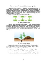 Referāts 'Meža stādīšanas darbu analīze un ekonomiskais pamatojums', 15.