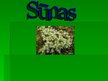 Prezentācija 'Sūnas', 1.