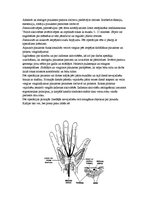 Referāts 'Karpālā kanāla sindroms - rehabilitācija', 10.
