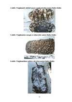 Referāts 'Parka jeb īsto vīngliemežu izplatība Talsos un Talsu apkārtnē, to izmantošana', 55.