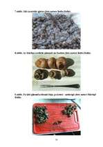 Referāts 'Parka jeb īsto vīngliemežu izplatība Talsos un Talsu apkārtnē, to izmantošana', 56.