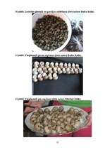 Referāts 'Parka jeb īsto vīngliemežu izplatība Talsos un Talsu apkārtnē, to izmantošana', 57.