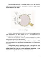 Referāts 'Krāsu asociatīvā uztvere vizuālajā reklāmā', 7.