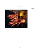 Referāts 'Tetovējumu popularitāte jauniešu vidū', 21.