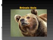 Prezentācija 'Brūnais lācis', 1.