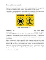 Referāts 'Jaunākie tehnoloģiju sasniegumi', 23.