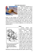 Referāts 'Gaisakuģu šasiju tehnikā apkope', 16.