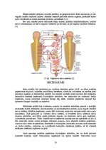 Referāts 'Masāžas paņēmienu fizioloģiskās iedarbības mehānismi', 22.