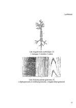 Referāts 'Koksnes makroskopiskā uzbūve', 13.