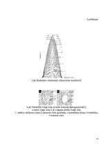 Referāts 'Koksnes makroskopiskā uzbūve', 14.