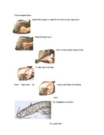 Konspekts 'Ēdienu gatavošanas tehnoloģija. Zivis', 5.