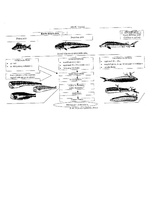 Konspekts 'Ēdienu gatavošanas tehnoloģija. Zivis', 9.