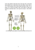 Referāts 'Neandertālietis', 6.