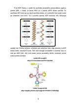 Referāts 'Proteīnu sintēzes, šūnas funkciju un šūnas vairošanās ģenētiskā kontrole', 9.