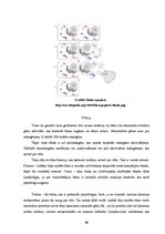 Referāts 'Proteīnu sintēzes, šūnas funkciju un šūnas vairošanās ģenētiskā kontrole', 23.