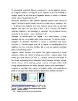 Referāts 'Latgaļi kā etniska grupa', 5.