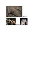 Referāts 'Zīdītāji', 8.