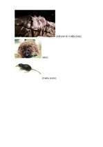 Referāts 'Zīdītāji', 10.