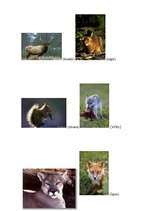 Referāts 'Zīdītāji', 11.