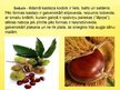 Prezentācija 'Jauns produkts Latvijas tirgū - ēdamie kastaņi', 9.