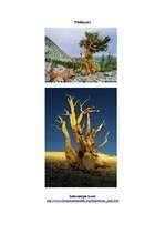 Konspekts 'Bristlekones Priede (Bristlecone Pine) - koka sugas apraksts', 2.
