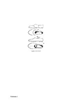 Konspekts 'Abrenes tautastērps', 6.