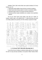 Referāts 'Konveja "Dzīves" spēles modelis', 9.