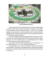 Referāts 'Latvijas mežsaimniecība', 19.