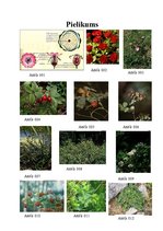 Referāts 'Rožu dzimta', 38.