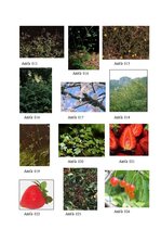 Referāts 'Rožu dzimta', 39.