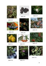 Referāts 'Rožu dzimta', 40.