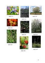 Referāts 'Rožu dzimta', 41.