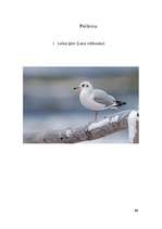 Referāts 'Krievu sala kā teritorija ķīru populācijas aizsargāšanai', 10.