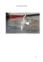 Referāts 'Krievu sala kā teritorija ķīru populācijas aizsargāšanai', 11.