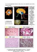 Referāts 'Prionu slimības', 13.