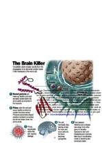 Referāts 'Prionu slimības', 15.